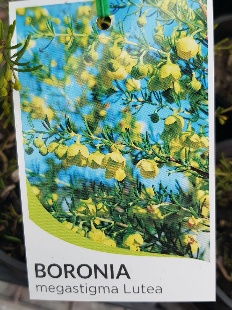 Boronia - Megastigma Lutea - Yellow Boronia - One Red Hill